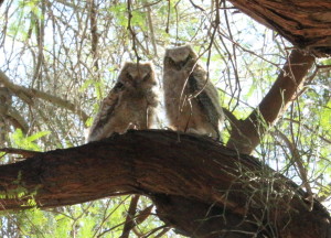 Horned Owls at Mayflower Park