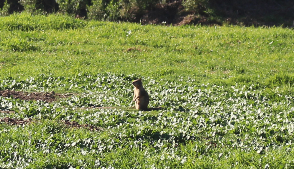 Sure Looks Like a Prairie Dog!