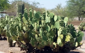 Careful Around the Cactus!