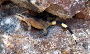 A Parker Dam Resident