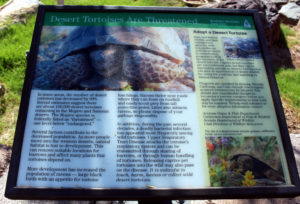 Endangered Tortoises