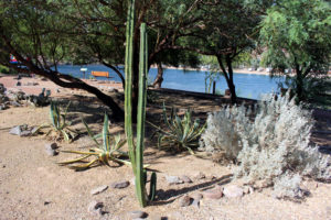 Cactus Garden at Buckskin Mountain (2)