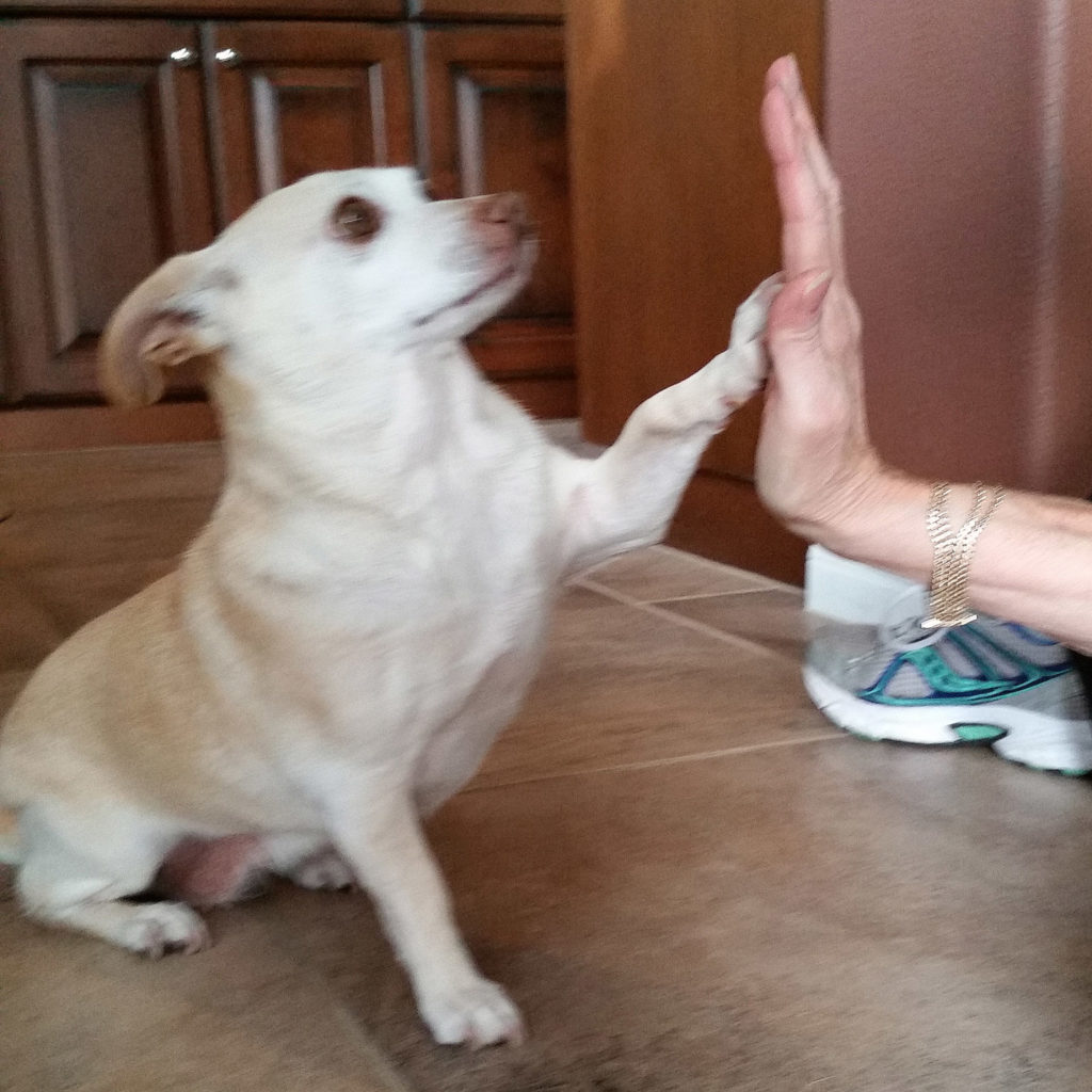 Cookie High Five!