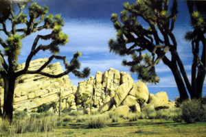 Joshua Trees and Rocks at the National Park (postcard)