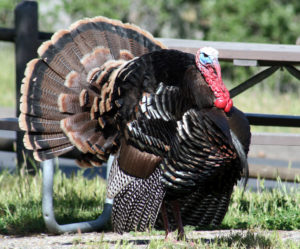 Lopez Lake Wildlife