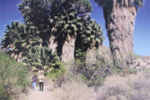 Palms at Cottonwood Springs