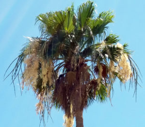 Tall Palm with Seed Pods