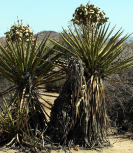 Yuccas Bloom in Cottonwood