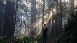 Redwood National Park