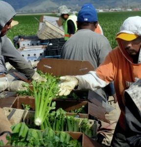 farm workers ventura