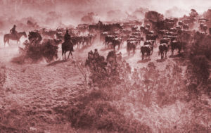 Hiding Cattle in Joshua Tree