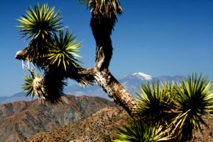 Joshua Tree and Mt Gorgonio