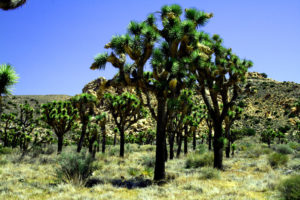 When you see many Joshua Trees...