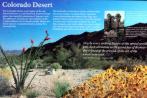 Colorado (Sonoran) Desert Flora