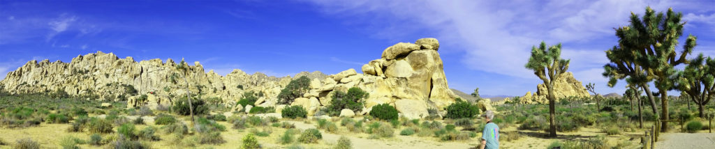 Otherworldly Rocks and Trees